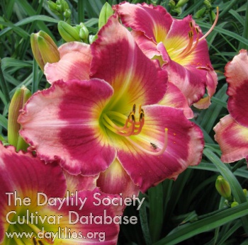 Daylily Kiss You in the Morning